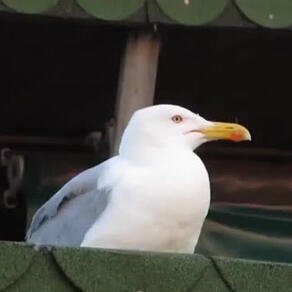 akira asai from Call of the Night